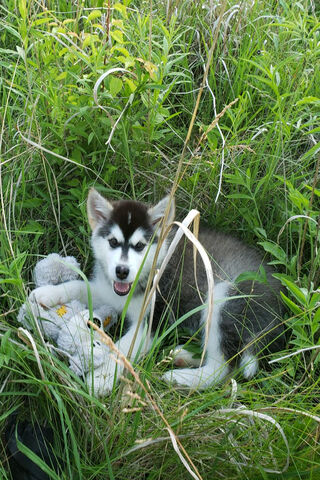 Dogo's Playful Adventure in the Grass 🌿🐾