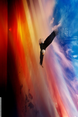 Majestic Soar: The Eagle's Journey