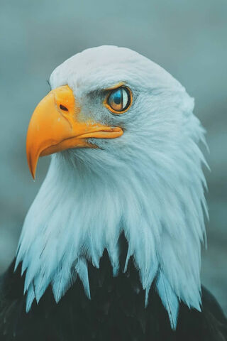 Eagle