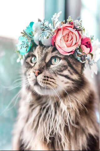 Whiskers in Bloom: The Enchanted Feline