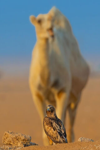 Desert Companions: Falcon and Camel