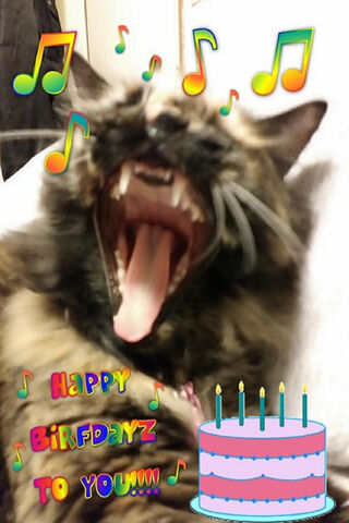 Purr-fect Birthday Celebration! 🎉🐾