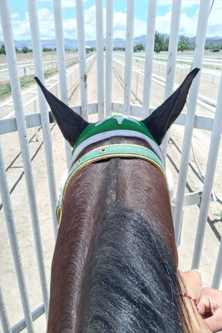 A Day at the Races: The Eager Equine