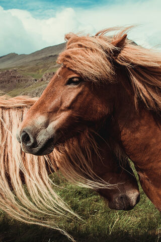 Majestic Mane Moments: The Beauty of Horses 🐴✨