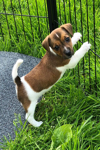 Jack Russell Joy: The Playful Pup
