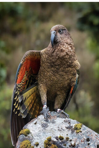 Kea