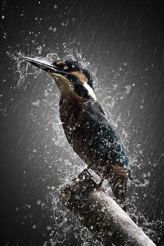 Majestic Kingfisher: Nature's Dazzling Diver! 🐦💦