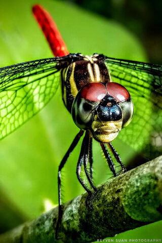 Kelebek: The Colorful Dragonfly