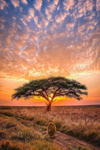 Leon: The King of the Sunset Savanna 🌅🦁