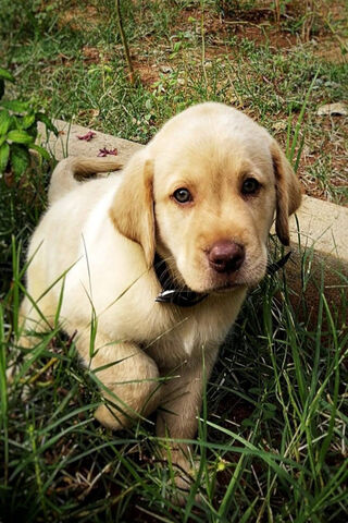 Adorable Labrador Puppy in Nature 🌿🐾