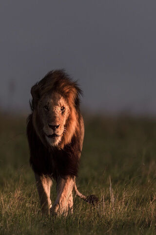 Majestic King of the Savanna 🦁✨