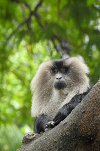 Majestic Ruler of the Jungle 🌳👑