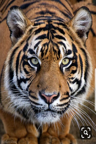 The Regal Gaze of the Majestic Tiger 🐅✨