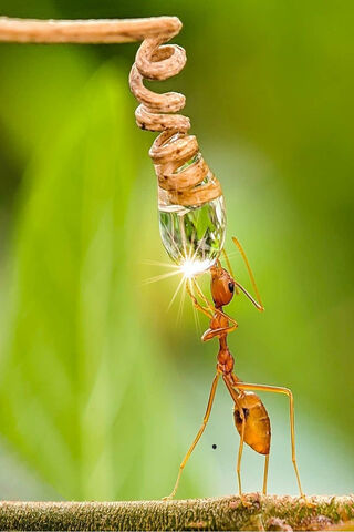 Nature's Tiny Heroes: The Ant's Quest for Water 🌿🐜