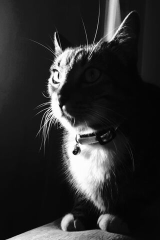 Niko: The Mysterious Feline