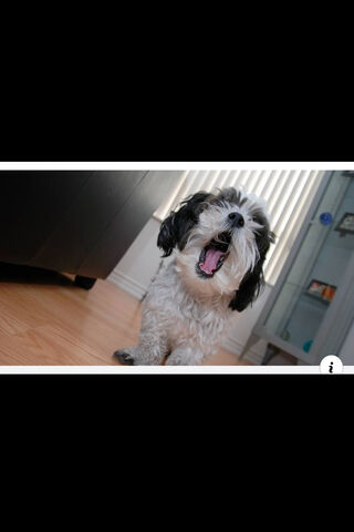 Puppy’s Playful Yawn 🐶💤
