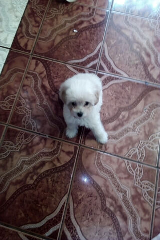 Perrito's Playful Pause 🐾