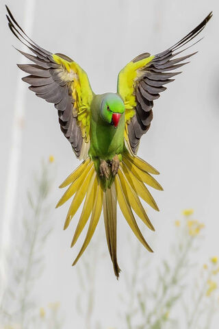 The Majestic Parrot in Flight 🦜✨