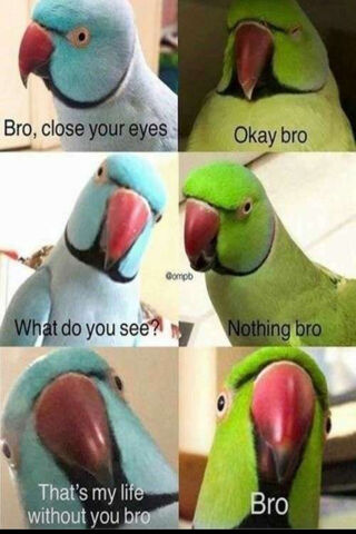 Parrot Pals: A Hilarious Take on Friendship 🦜😂