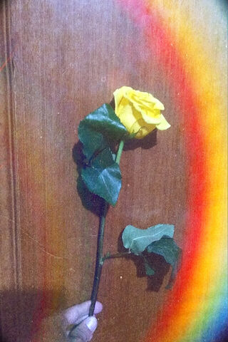 Golden Bloom in a Rainbow Glow 🌈🌹