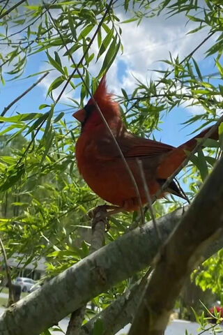 The Vibrant Songbird: A Red Cardinal's Serenade 🎶❤️