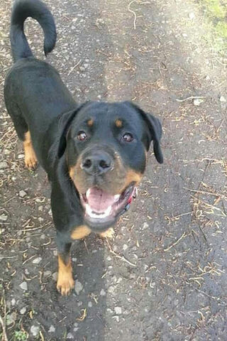 Roxy Rottie: The Joyful Companion 🐾