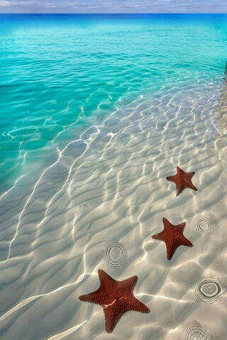 Starfish Dreams