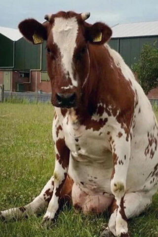 Chillin' Cows: A Moment of Relaxation 🐄🌿
