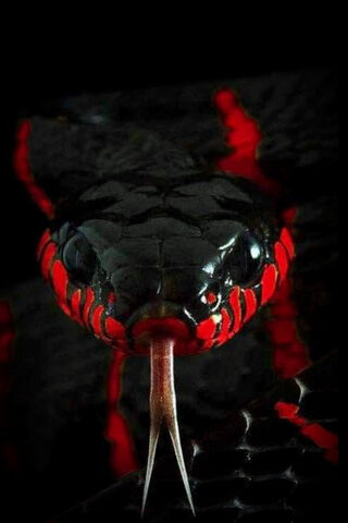 The Enigmatic Beauty of..