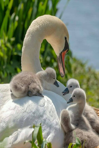 A Mother's Love: The Swan and Her Cygnets 🦢❤️