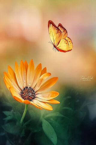 Whispers of Tranquility 🌼🦋