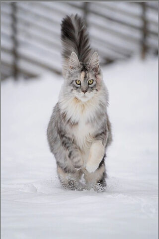 Snow Flufy Cat