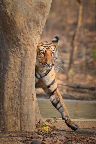 Tiger Behind Tree
