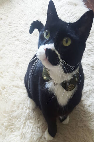 Dapper Tuxedo: The Stylish Feline
