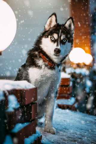 Winter's Guardian: The Majestic Wolf