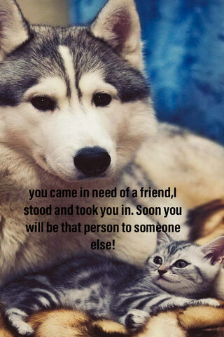 Friendship in the Wild: A Wolf's Wisdom 🐺❤️
