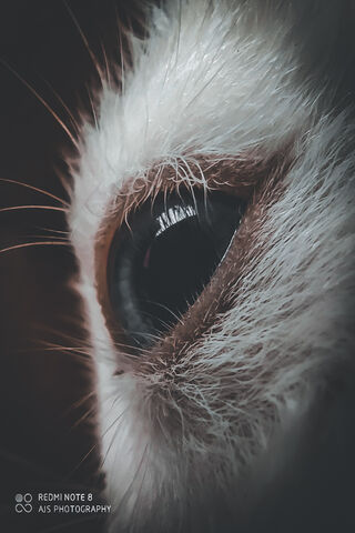 Mystical Gaze: The World Through Animal Eyes 🐾✨