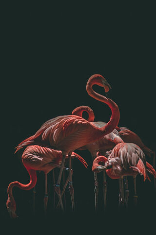 Flamingo Fiesta: Nature..