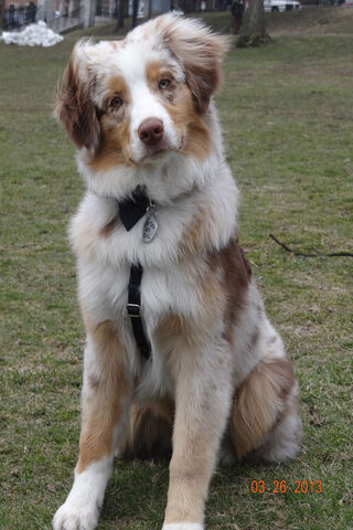 Australian Shepherd