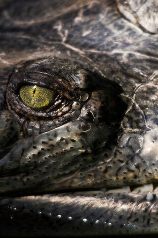Gaze of the Gator: Nature's Ancient Predator 🐊