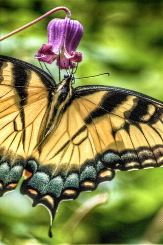 Nature's Elegance: The BSI Butterfly