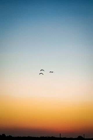 Soaring into the Dusk