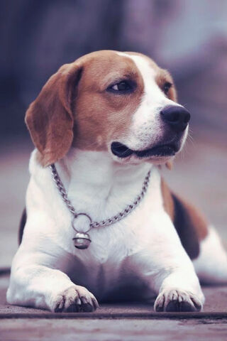 Adorable Beagle Bliss 🐶❤️