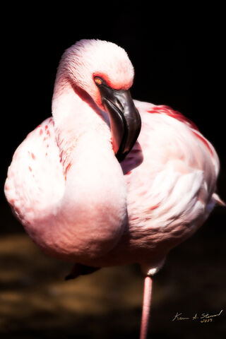 BSI Flamingo Posing