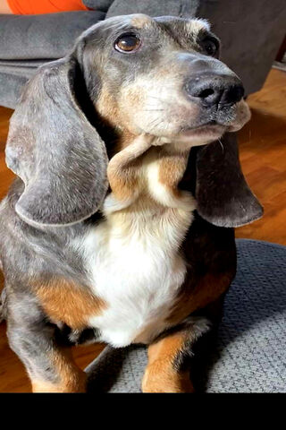 Charming Bassett Hound: The Gentle Companion 🐾