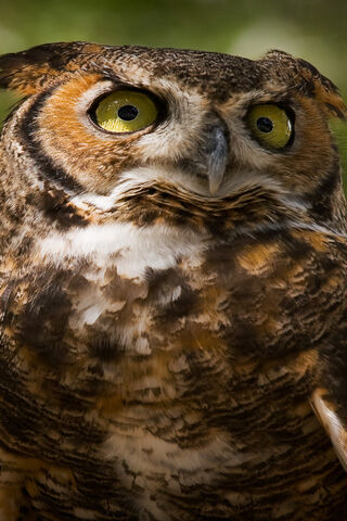 Majestic Gaze: The BSI Owl
