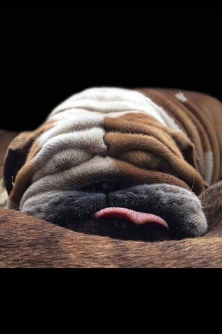 Bulldog Bliss: A Nap Like No Other 🐶💤