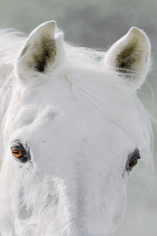Majestic Elegance: The BSI White Horse
