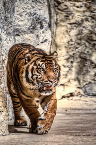 Majestic Stride: The BSI Tiger 03 🐅
