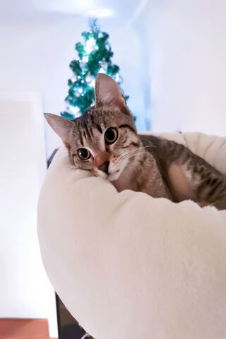 Cozy Christmas Cuddles 🐾🎄